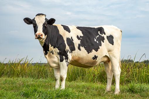 https://media.istockphoto.com/photos/black-and-white-cow-in-pasture-in-the-netherlands-friesian-holstein-picture-id1194291003?b=1&k=6&m=1194291003&s=170667a&w=0&h=C8JJHtSTjBovWN7SNy2ECb5HXgtOY2mZ8vSZpe5CUMM=