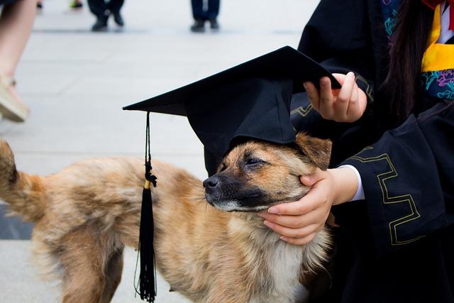 Perro, Foto De La Graduación