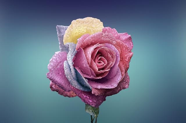 Rosa, Flor, Hermosas Flores, Amor