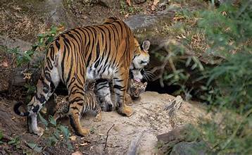 Hijo de tigre, tigrillo