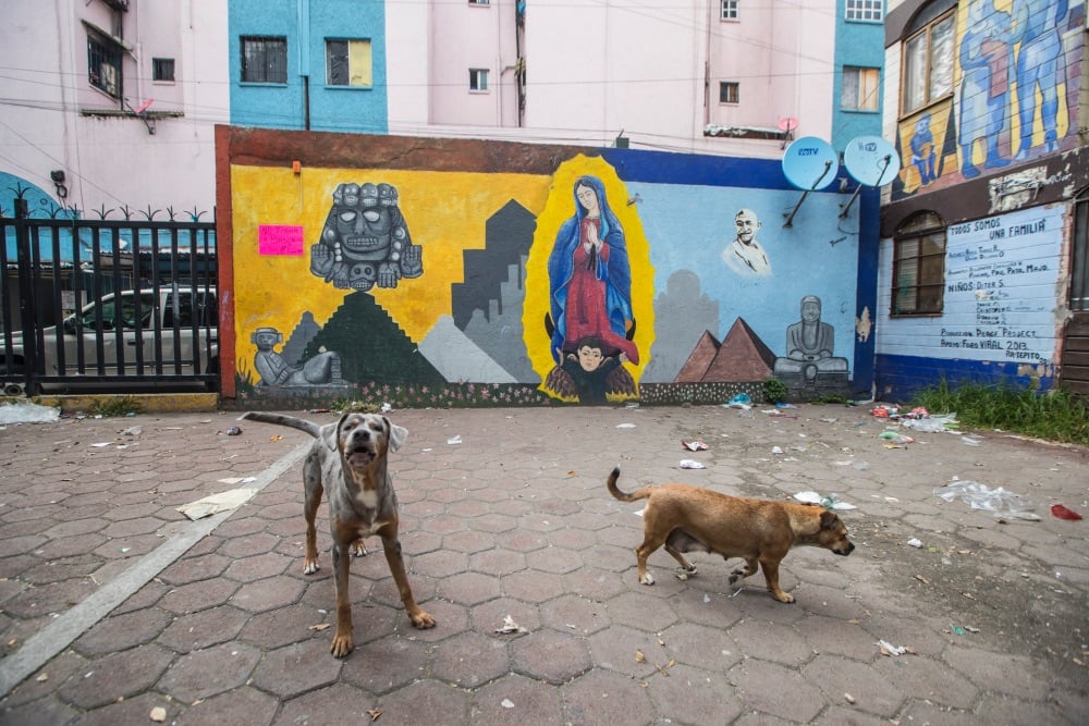 Perro caminando en la calle

Descripción generada automáticamente

Foto Daniel Manrique