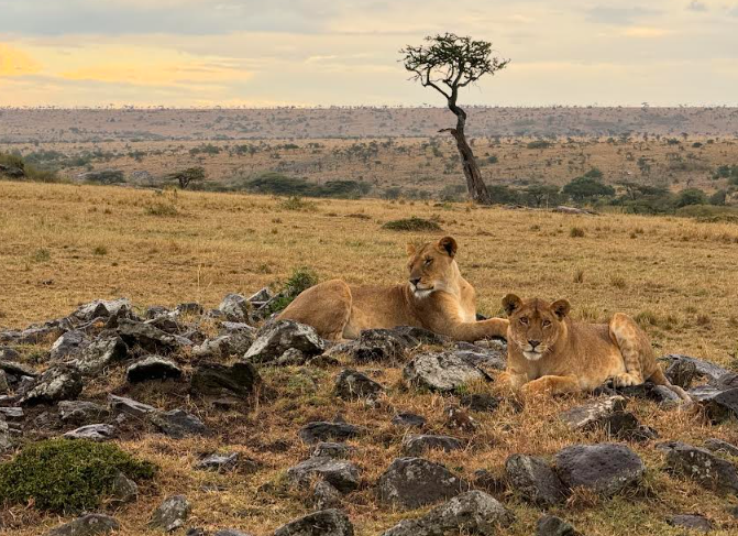 A couple of lions lying on rocks

Description automatically generated