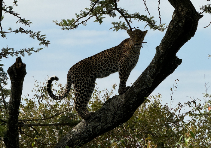 A leopard standing on a tree branch

Description automatically generated